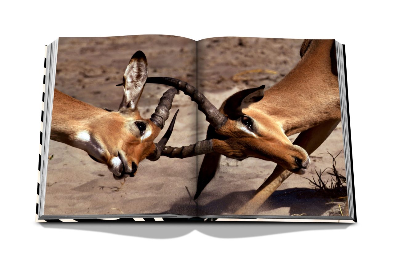 African Adventures - SPREAD 5
