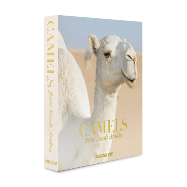 Camels From Saudi Arabia