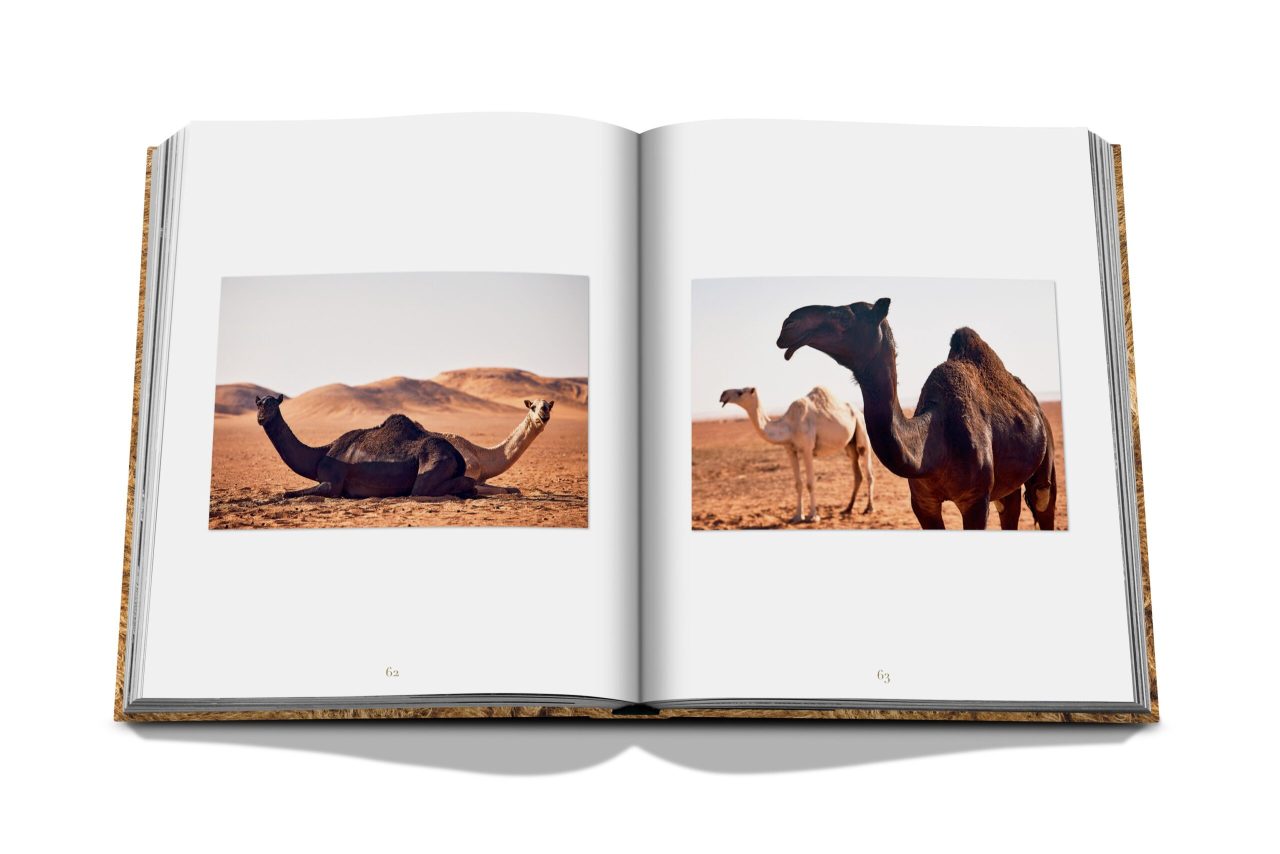 SA_Camels_-SPREADS_3